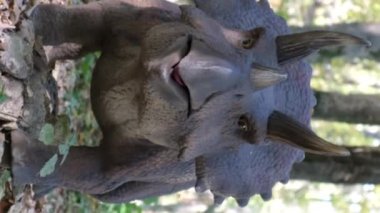 Yırtıcı dinozorlar. Ormanın ortasında avlanan boynuzlu bir dinozor modeli. Dinozorların yaşamını ve yok oluşlarını inceliyorum. Dikey video