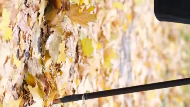 Altın Sonbahar Bastonlu Yaşlı Bir Büyükbaba Sarı Yapraklardan Bir Halı — Stok video