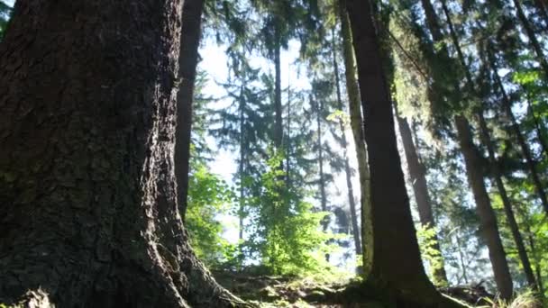 Árvores Abeto Floresta Luz Dia Luz Solar Sol Grama Paisagem — Vídeo de Stock