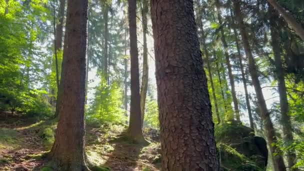 Luce Mattutina Che Splende Tra Gli Alberi Una Foresta Foresta — Video Stock