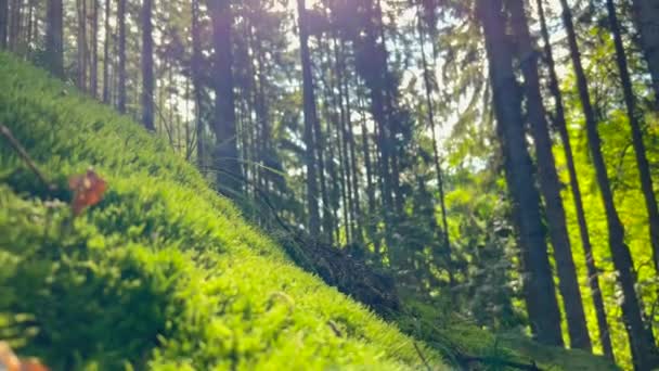 Зеленый Мхов Сказочный Лес Прекрасным Светом Солнца Сияющего Между Деревьями — стоковое видео