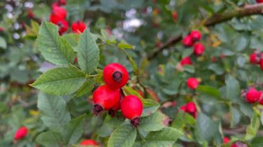 Rosehip, gülgiller (Felidae) familyasından bir bitki türü. Bir gül çeşitliliği vardır..