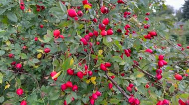 Olgun gül üzümü çalısı. Rosaceae familyasının Rosehip cinsine ait dikotipik çiçekli bir bitki türü..