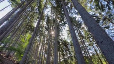 Güzel bir sabah ormanı, çam ağaçlarının tepeleri mavi gökyüzüne karşı hareket halinde. Ormanların doğası..