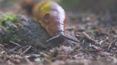 İspanyol sümüklüböceği (Latince: Arion lusitanicus), hava soluyan karasal sümüklü böcek türüdür. Makro video