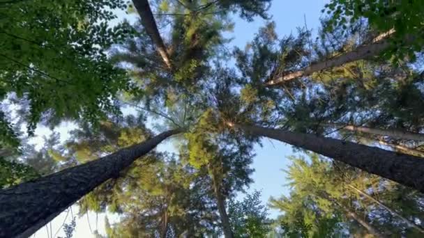 树干和树梢映衬着天空 鸟瞰着美丽的森林 还有树木和阳光 森林里的许多树 — 图库视频影像