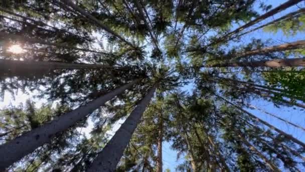Floresta Com Árvores Altas Amanhecer Nascer Sol Atravessar Árvores Bela — Vídeo de Stock