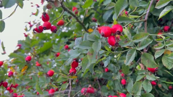 ローズシップベリーのクローズアップ またはローズシップローザペンダーリナ 以前はアルペンローズシップも ロッシー家のバラシュの属に属するジオチルド植物の種 — ストック動画