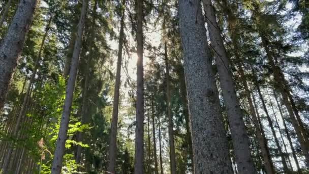 Amanecer Rompiendo Los Árboles Bosque Árboles Altos Amanecer Bosque Coníferas — Vídeo de stock