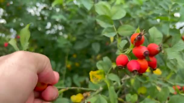 熟したバラシの果実を摘み取る大人の手のクローズアップ 秋の果実を収穫する — ストック動画