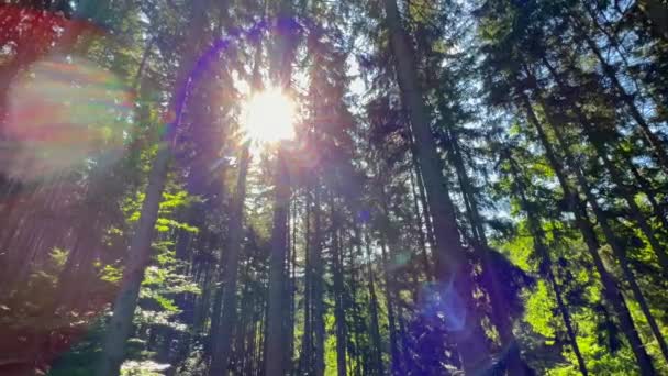 Schöner Wald Den Strahlen Der Aufgehenden Sonne Morgen Mächtige Bäume — Stockvideo