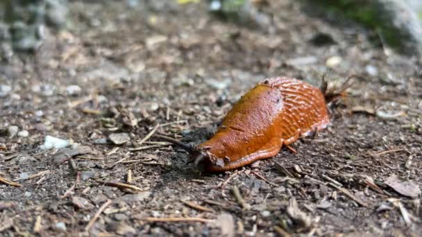 西班牙蜗牛 Spanish Snail 是一种爬行动物属的蜗牛 属于爬行动物科 Arionidae 一类脉冲动物 属于腹足类陆栖软体动物 — 图库视频影像