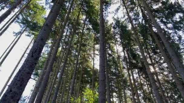Skog Med Høye Trær Ved Daggry Langsom Bevegelse – stockvideo