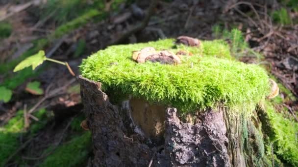 Starý Dřevěný Pahýl Zarostlý Zeleným Mechem Uprostřed Lesa Krásná Lesní — Stock video