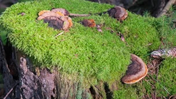 Een Oude Stronk Het Bos Begroeid Met Groen Mos Stomp — Stockvideo