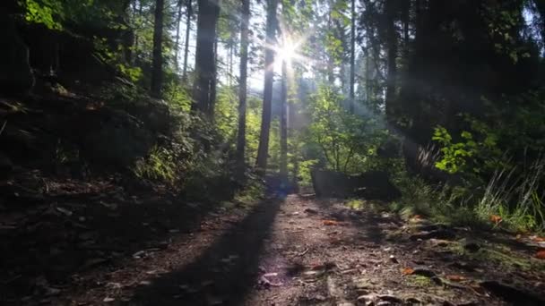 松の森で晴れた朝 カメラは木の間に低く移動する — ストック動画