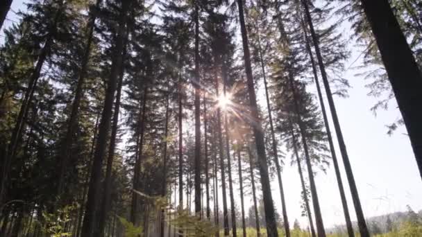 早上日出时分的野生松树林 在树间移动摄像机 — 图库视频影像