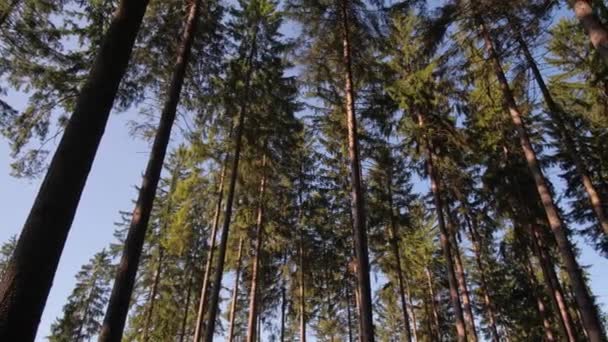 晨松林树木间的摄像盘 — 图库视频影像