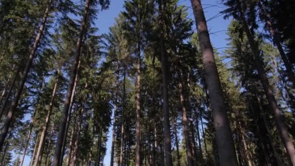 Дикий Сосновий Ліс Рухає Камеру Між Деревами Красивий Густий Ліс — стокове відео