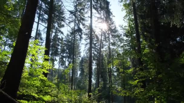 Floresta Densa Pinheiros Movendo Câmera Entre Árvores Bela Floresta Selvagem — Vídeo de Stock