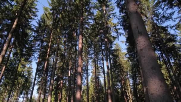 Зеленый Утренний Лес Высокие Деревья Камеры Между Деревьями Сосновом Лесу — стоковое видео
