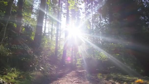 日出在茂密美丽的绿林中 金色的阳光穿过高大的树干 野生生物 — 图库视频影像