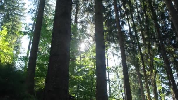 Яскраві Промені Сонця Сяють Через Високі Дерева Лісі Ранок Лісі — стокове відео