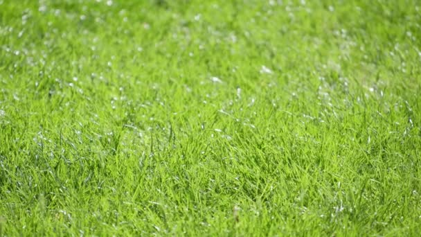 Beautiful Green Grass Illuminated Sunlight Grass Background — Stock Video