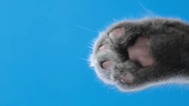 一只英国猫的爪子在蓝色的屏幕上引路 彩色键蓝色屏幕 垂直录像 — 图库视频影像