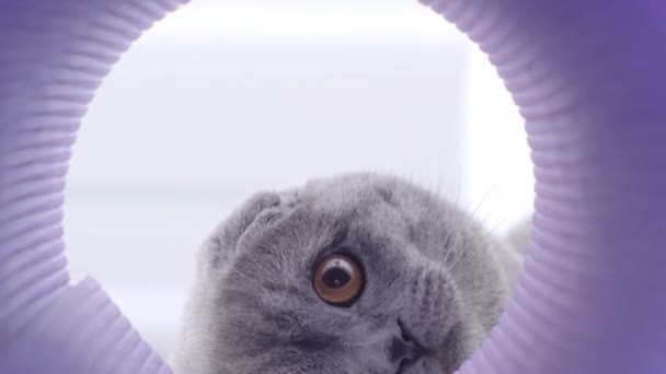Μια Σκωτσέζικη Γάτα Παίζει Τον Ιδιοκτήτη Της Σκαρφαλώνει Στο Τούνελ — Αρχείο Βίντεο