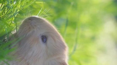Baharda yeşil çimlerin üzerinde şirin küçük bir tavşan. Bahçedeki Paskalya tavşanı. Ev, neşe, bahar, doğa. Dikey video