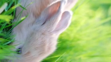 Yeşil çimlerin üzerinde küçük kırmızı kulaklı tavşan, yazın yaprakları yiyor. Bahçedeki Paskalya tavşanı. Güzel hayvan. Ev, neşe, bahar, doğa. Dikey video