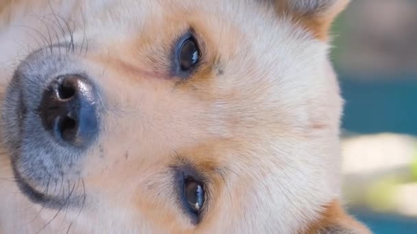 Krásný Žlutý Pes Dívá Kamery Detailní Portrét Psa Svislé Video — Stock video