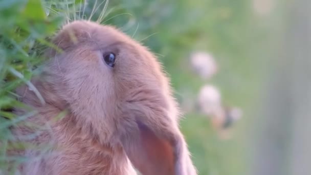 Yazın Dışarıda Dolaşan Küçük Bir Tavşan Çayırda Şirin Bir Paskalya — Stok video