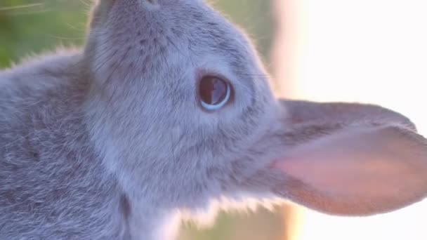 かわいいふわふわの灰色のウサギは裏庭の緑色の芝生に放牧し 明るい晴れた日に牧草地と庭を歩き ゆっくりとした動きで撮影しました バーティカルビデオ — ストック動画