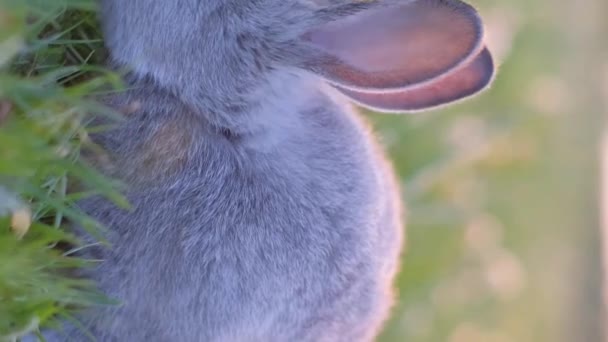 Krásný Šedý Zajíček Zelené Louce Trávu Králík Poli Svislé Video — Stock video