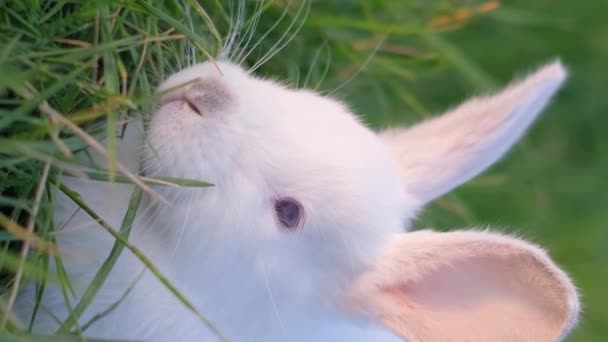 一只白色毛茸茸的兔子坐在绿色的草坪和草地上 夏天的时候 小兔子在绿草上 垂直录像 — 图库视频影像