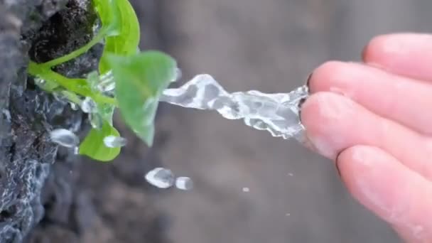 乾季には若い緑の植物に水をかけている 農業という概念 水の滴 人生は若い芽です スローモーション バーティカルビデオ — ストック動画