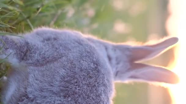 日落时 一只灰色的兔子在绿色的草地上 一只兔子在绿地里垂直录像 — 图库视频影像
