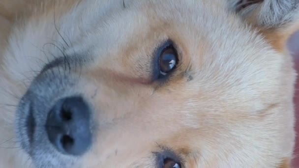 Pes Podívá Kameru Která Pomalu Vrtí Ocasem Portrét Červeného Psa — Stock video