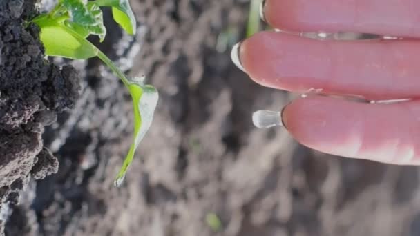 Kvinde Hånd Vander Grønne Planter Med Dråber Vand Tør Sæson – Stock-video