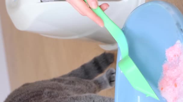 Majitel Šedé Skotské Kočky Naplňuje Krabici Kočičími Odpadky Hygienickým Produktem — Stock video