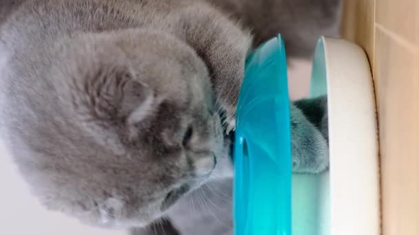 Rozkošný Šedý Tabby Kočka Hraje Hračkou Uvnitř Objevování Domácí Zábavu — Stock video