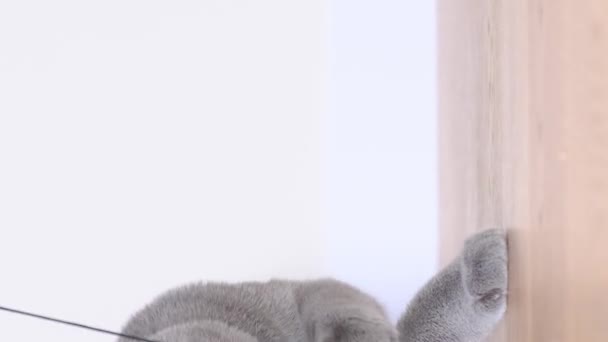 Шотландский Кот Наслаждается Жизнью Играя Мышью Красивый Котенок Отдыхает Дома — стоковое видео