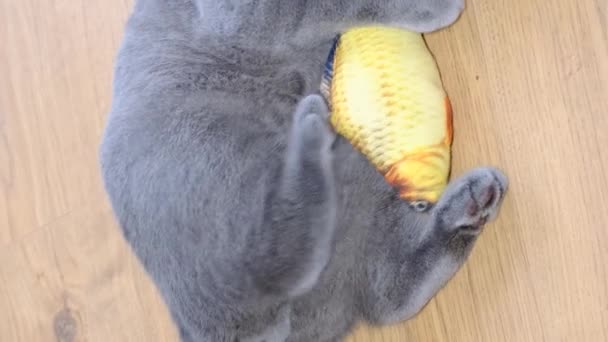 Zábava Pro Domácí Zvířata Kočky Krásná Šedá Britská Kočka Hraje — Stock video