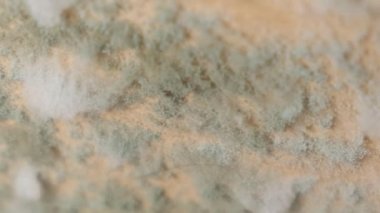 Beyaz küf ve mantar evin her yerine yayılmış. Odada nem oranı artmış. Dikey video.