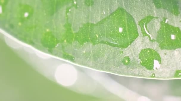 Chuva Verão Leve Cai Lentamente Espirra Nas Folhas Verdes Gotas — Vídeo de Stock