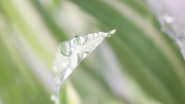 Agua Lluvia Que Cae Sobre Una Hoja Verde Hermosa Contra — Vídeos de Stock