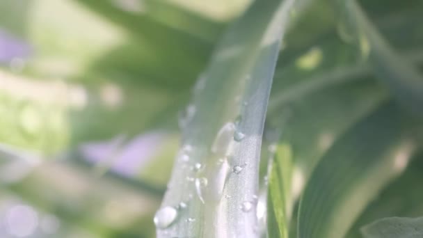 Краплі Дощової Води Падають Пишну Зелену Траву Кожна Крапля Прикрашена — стокове відео