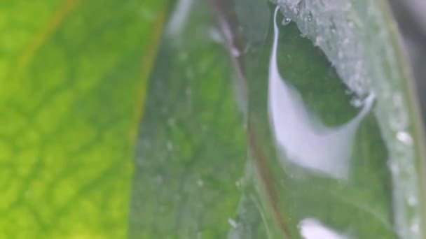 Gotas Água Chuva Caem Sobre Folhas Verdes Criando Uma Cena — Vídeo de Stock